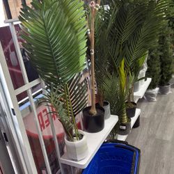 3 haihong palm tree