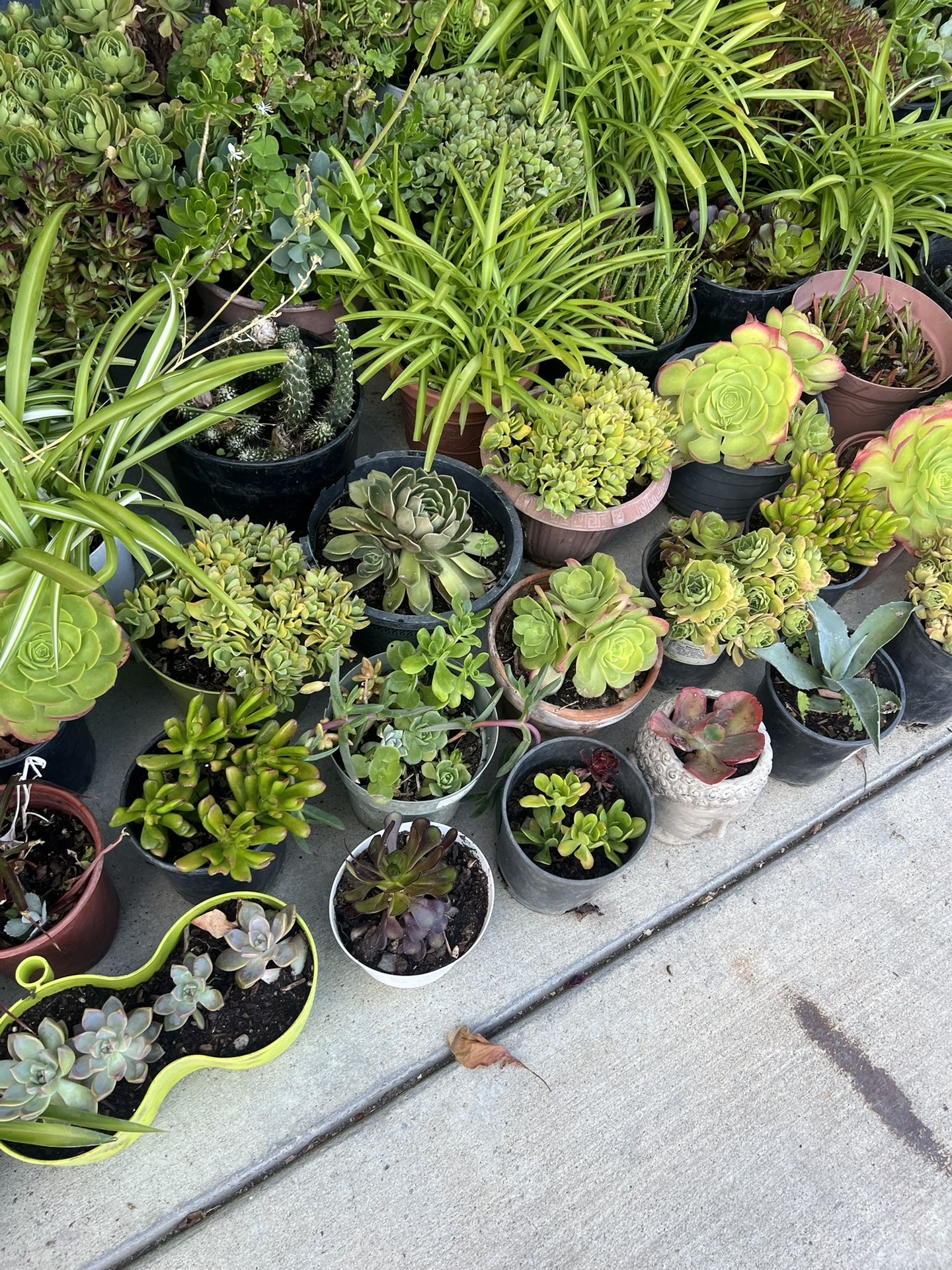 plants succulents