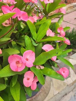Plants for sale
