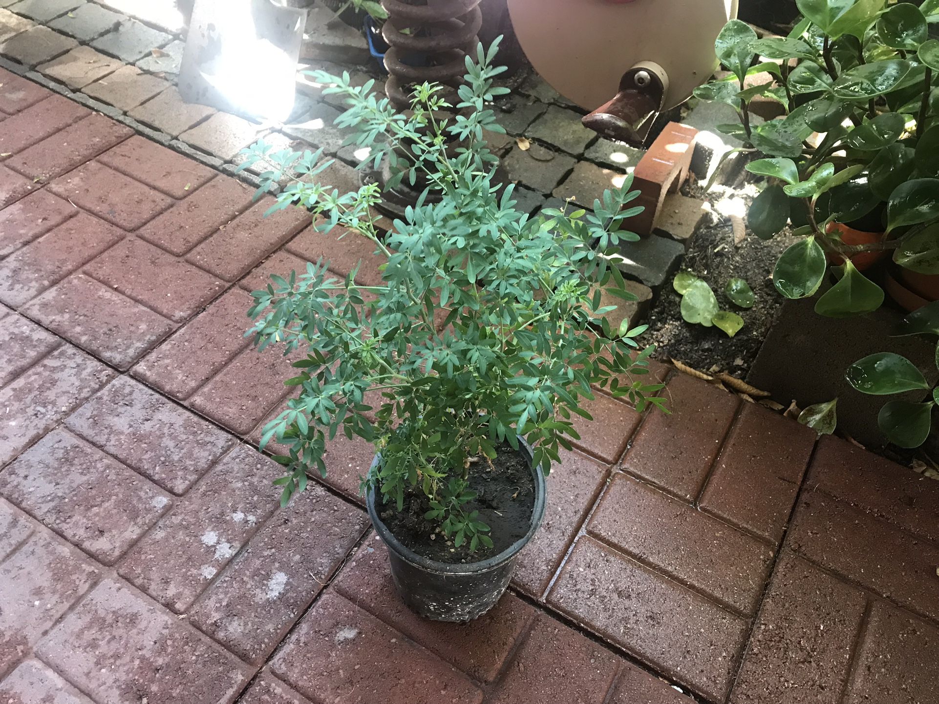 Plantas De Ruda