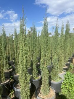 15 Gal Italian Cypress