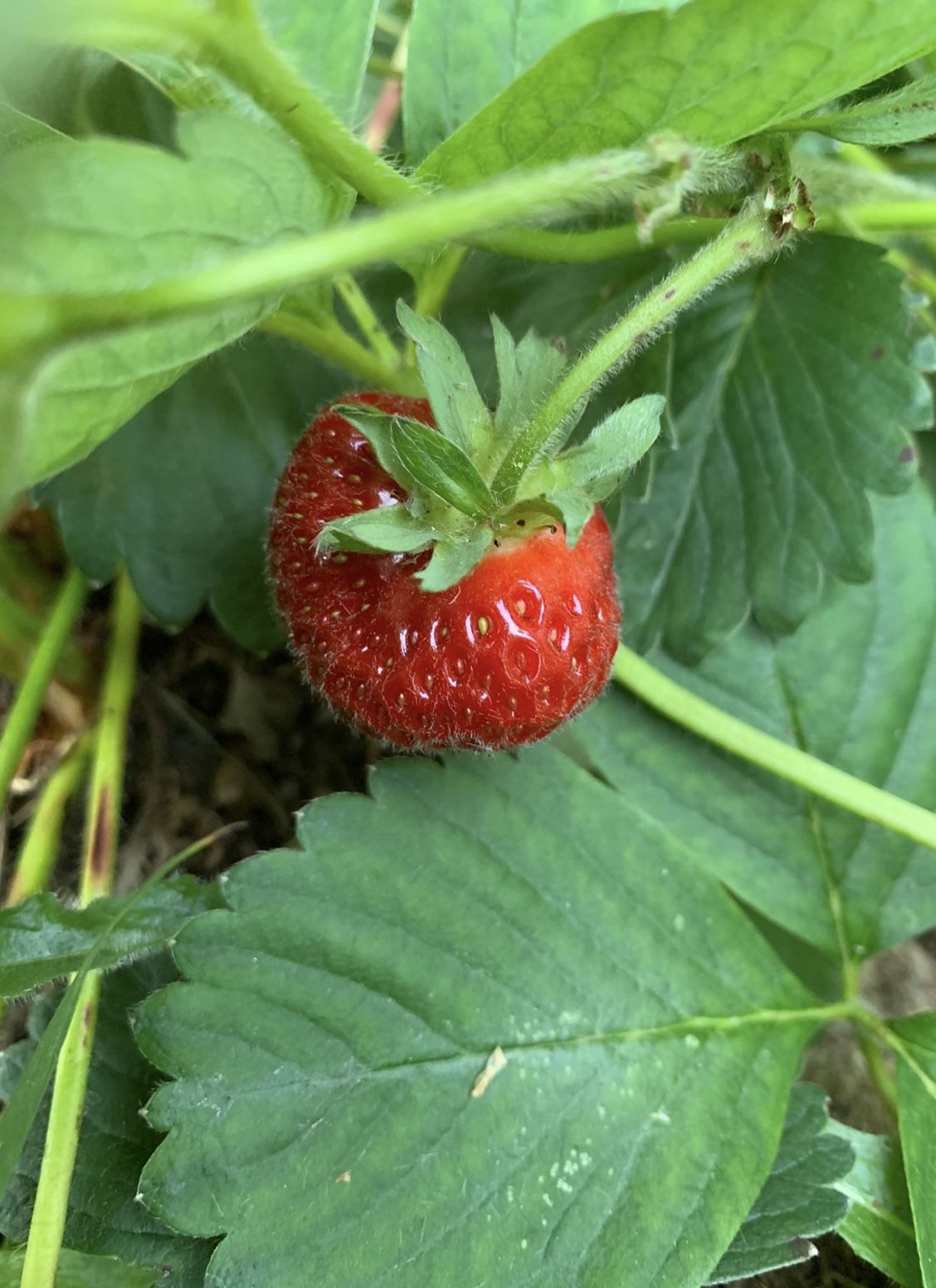 Strawberry Plants - Rooted & Vigerous