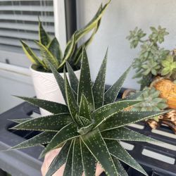 Haworthia Large Over 6 Inch Plant Bared Rooted 