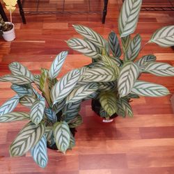 Calathea House Plant 