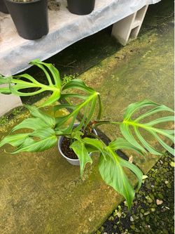 🔥 Monstera ‘Burle Marx Flame’ – Large Mature Specimen 🔥 8.5 " pot