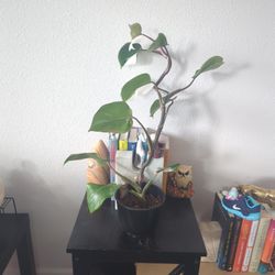 Philodendron White Knight 