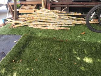 Sugar Canes