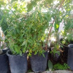 Chile Plant Planta De Chiles