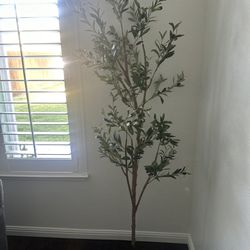 6ft Olive Tree