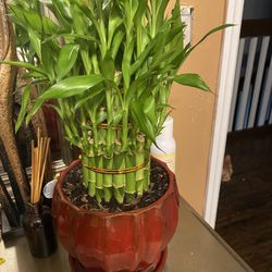 Bamboo Plant 