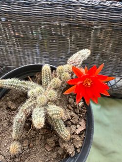 Peanut cactus