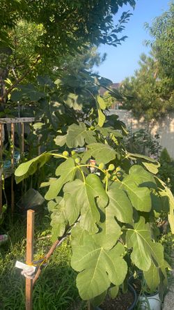 Chicago hardy fig trees