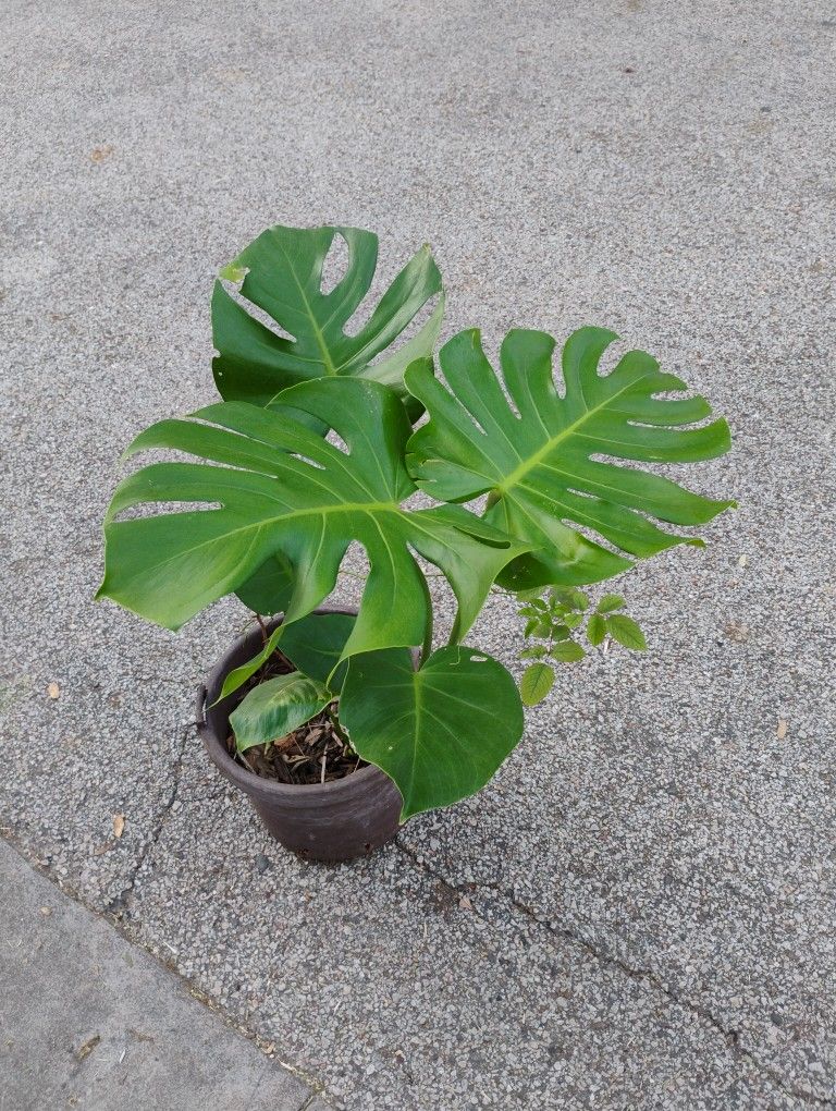 Monstera   King 👑 Plant 