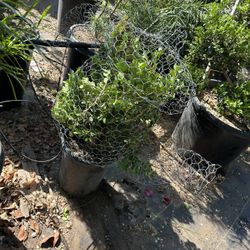 Tea Pot Topiary Bonsai