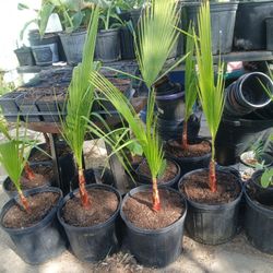Mexican Fan Palms 🌴 3gal $18 Each 