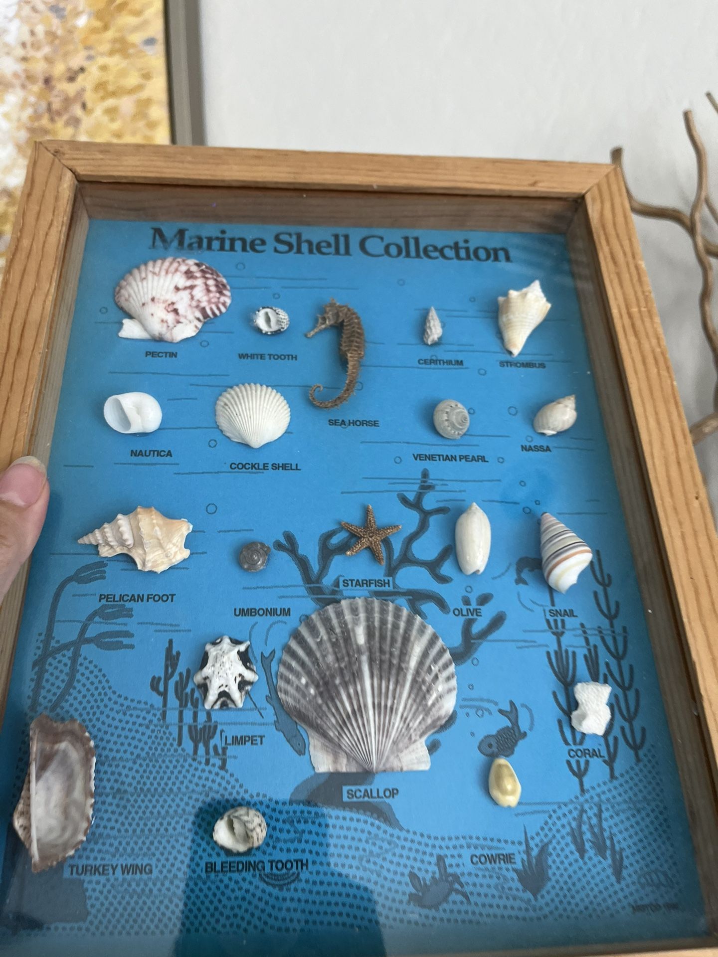 Vintage Seashell Art Shadow Box Marine Life Shell Collections