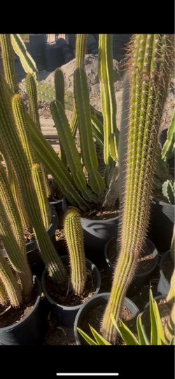 Cactus