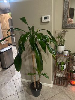 Large Dracaena Plants