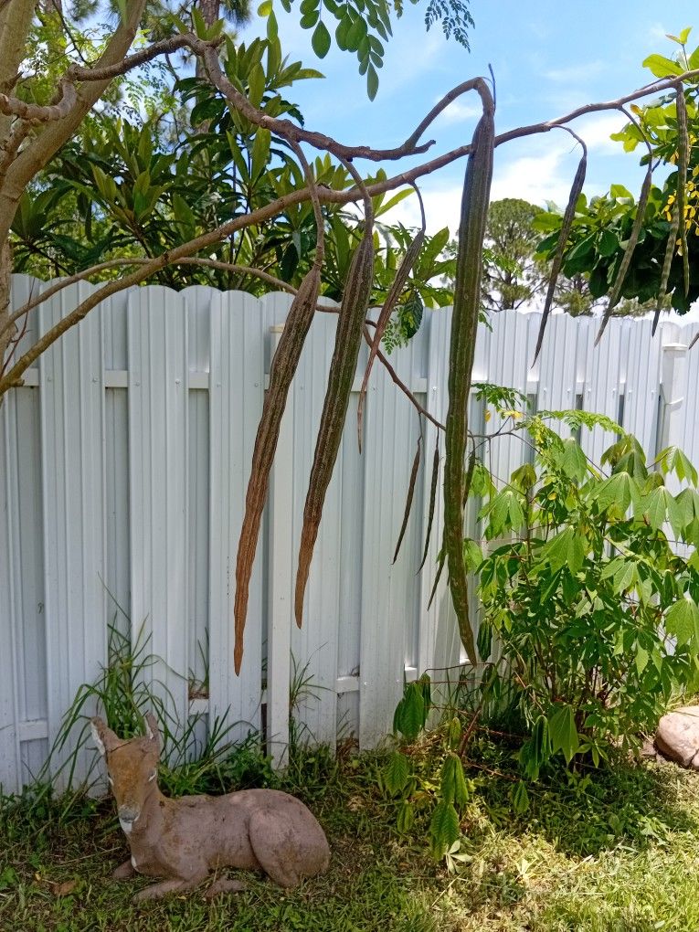 Moringa Tree Seed Pods
