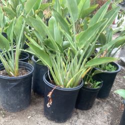 Birds Of Paradise Plants