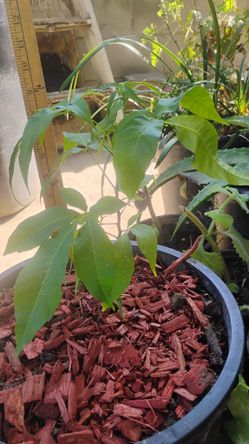 Matasanos: Zapote Dormilon Blanco