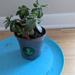 Ripple Leaf Jade Plant 