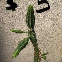 Corncob Cactus Plant