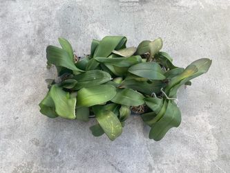 Phalaenopsis orchid plant