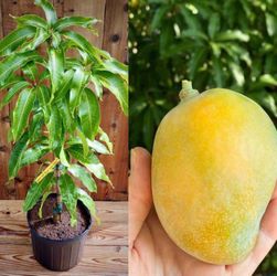 Mango Tree $25