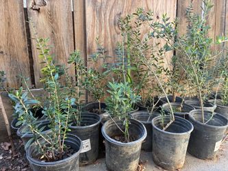 Olive trees, 1 foot tall $10 each Olive trees, 1 foot tall $10 each