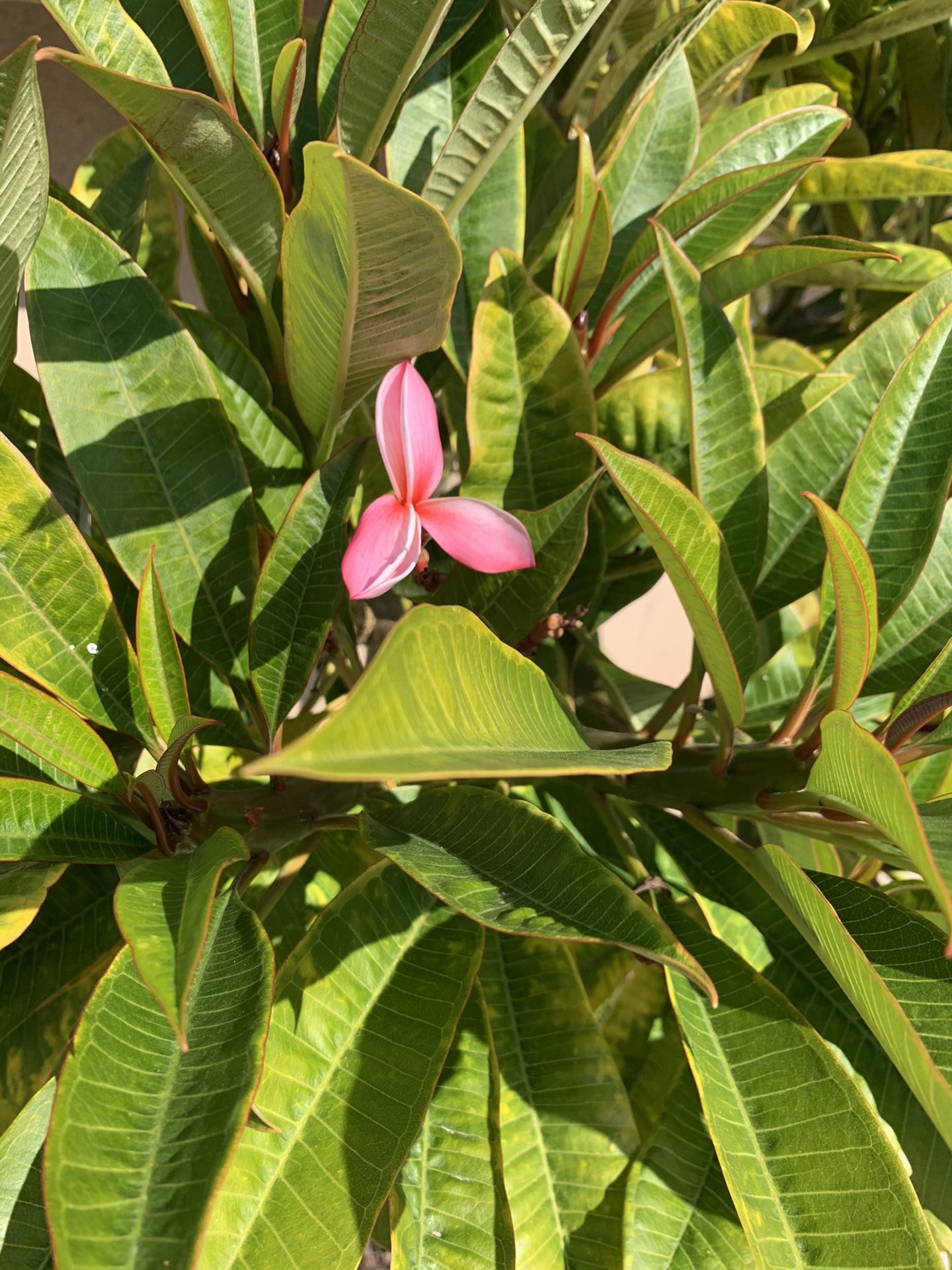 Fresh Plumeria clippings