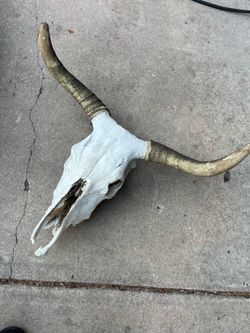 Cow Skull with Horns