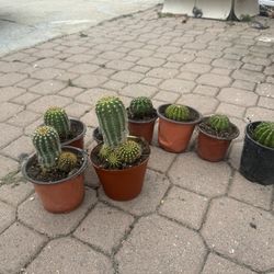 Cactus 5$ Each