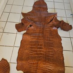 2 Alligator hides one is 8 foot other is almost 10 foot
