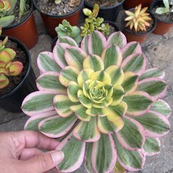 6 inch Pot Succulent plant - Aeonium Sunburst - rooted ready to be planted. 