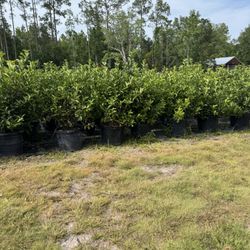 15 Gallon Sweet Viburnum (hedge Plants)