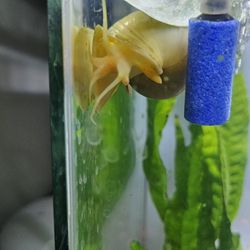 Golden Mystery Snails