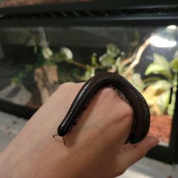 Milipede Cage