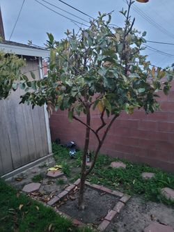 Pink Guava Tree