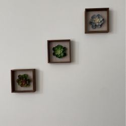 Succulent Wall Frames