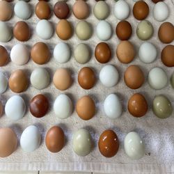 Eggs Free Range Chicken Eggs 7.00 a Dozen