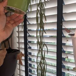 Hoya Linearis