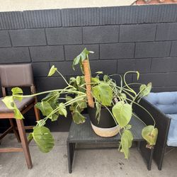 PHILODENDRON MONSTERA Plant 