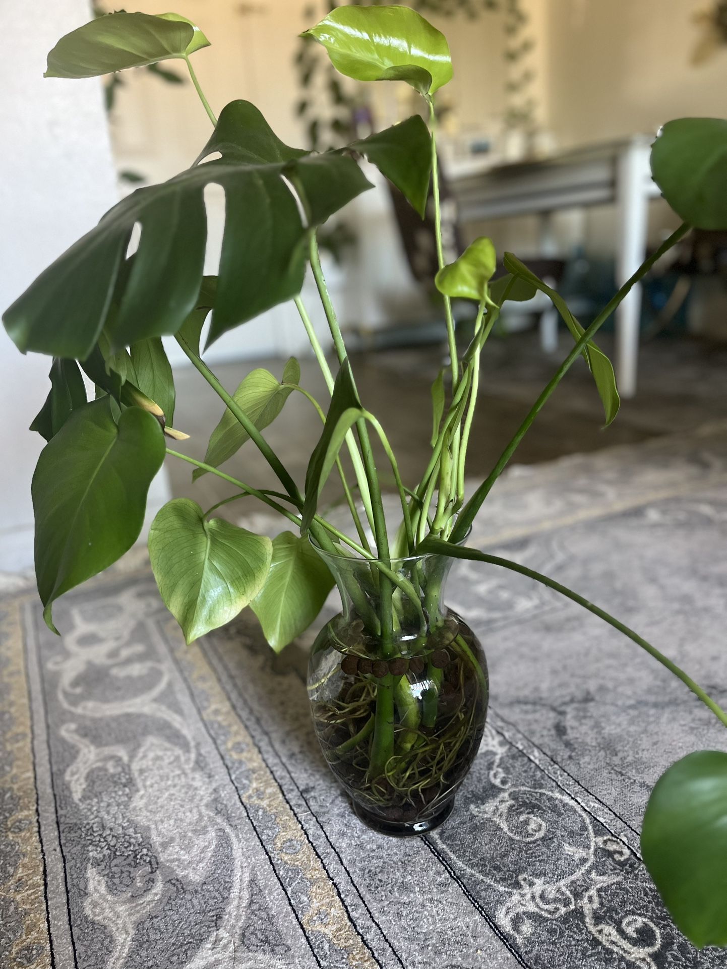 Indoor Plant ,Monster Plant