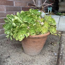 3 Large Ceramic Potted Succulents 