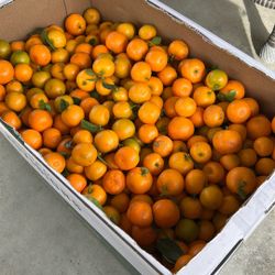 Dwarf Kumquats Organic $2 lb.