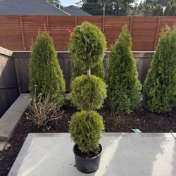 Emerald Green Arborvitae 
