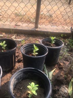Guayaba Plants 🍈🍈