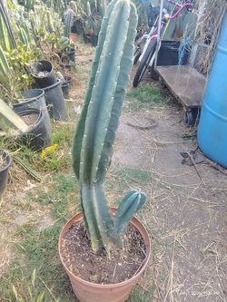Proven apple cactus plant