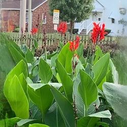 10+ Assorted Cannas